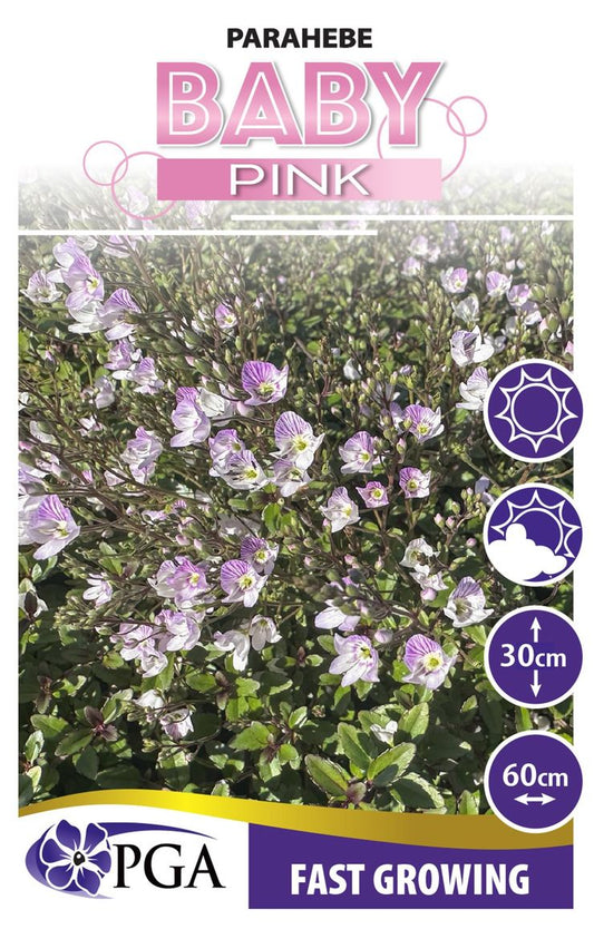 Parahebe ‘Baby Pink’