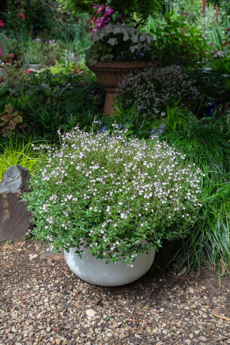 the plant broker