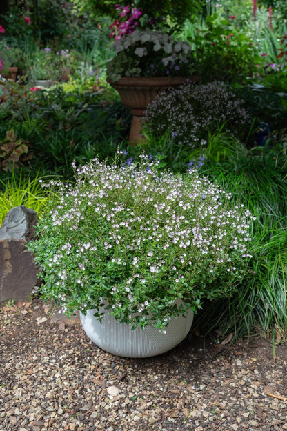 Parahebe ‘Baby Pink’
