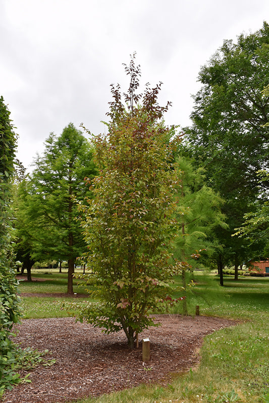 Parrotia persica Persian Spire