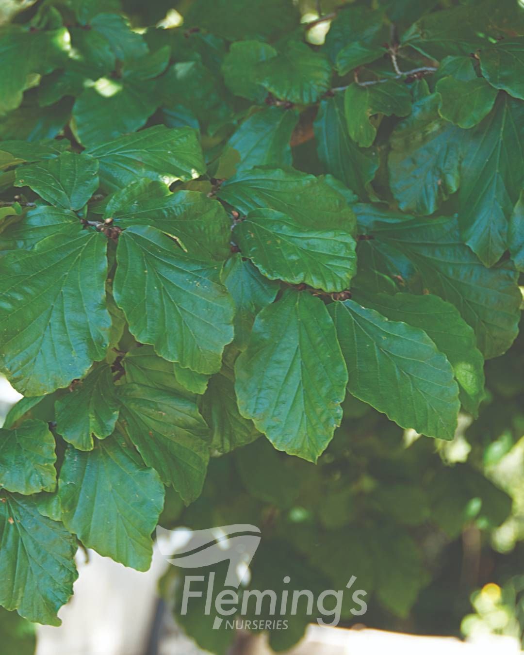 Parrotia persica