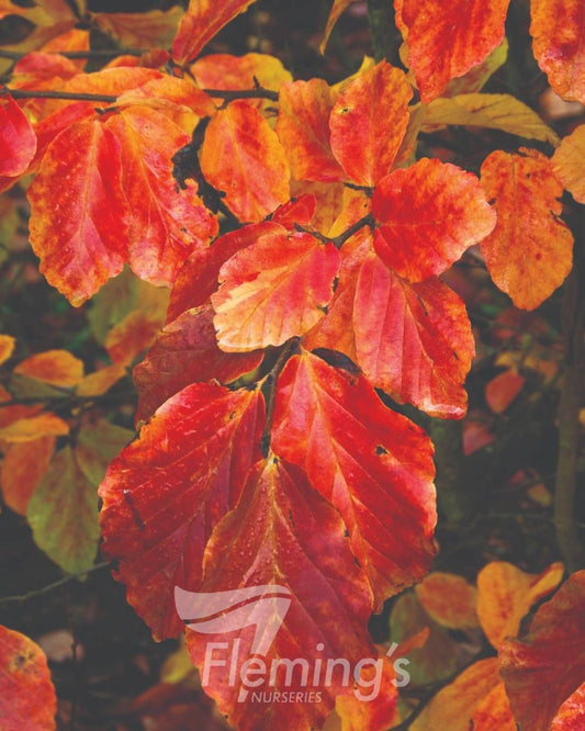 Parrotia persica