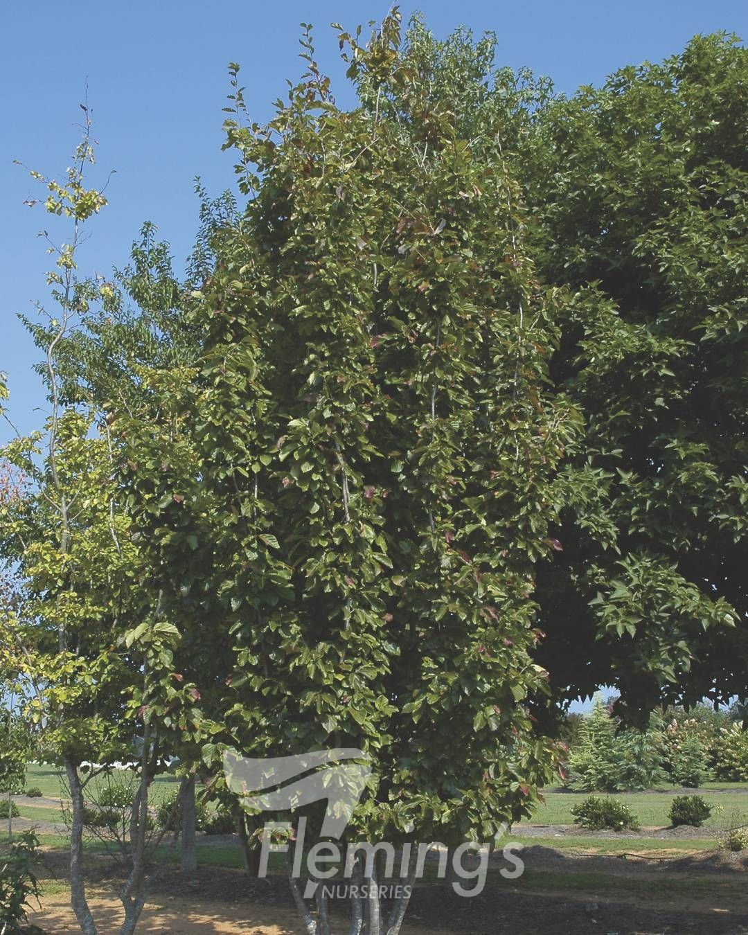 Parrotia persica