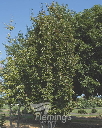 Parrotia persica