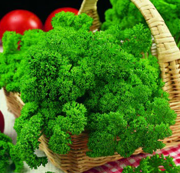 Parsley - Afro