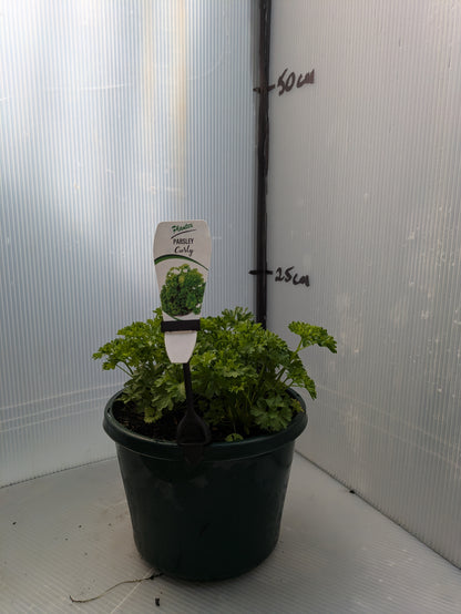 Parsley - Curly