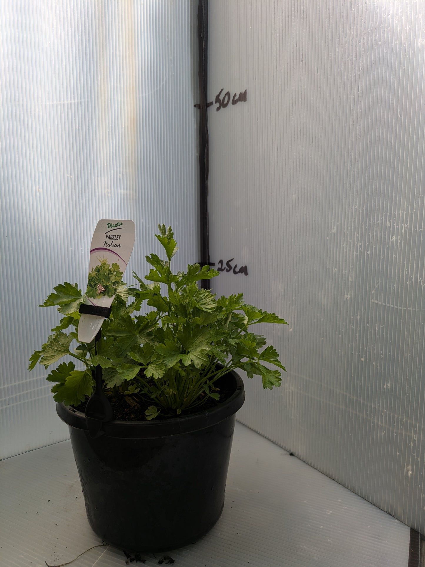 Parsley - Italian