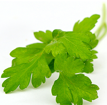 Parsley - Italian