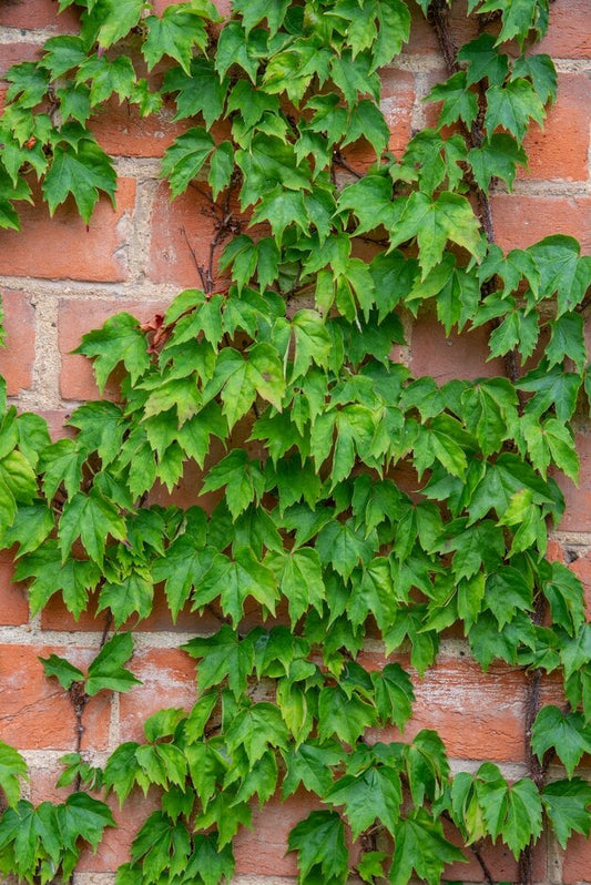 Parthenocissus Lowii