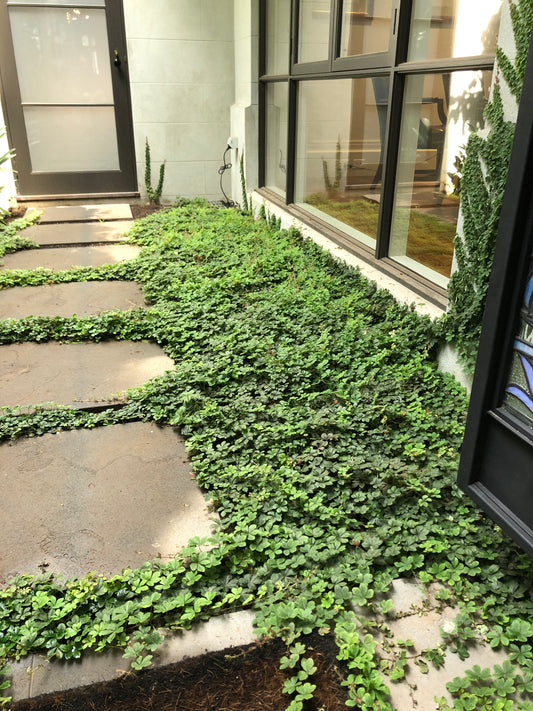 Parthenocissus sikkimensis