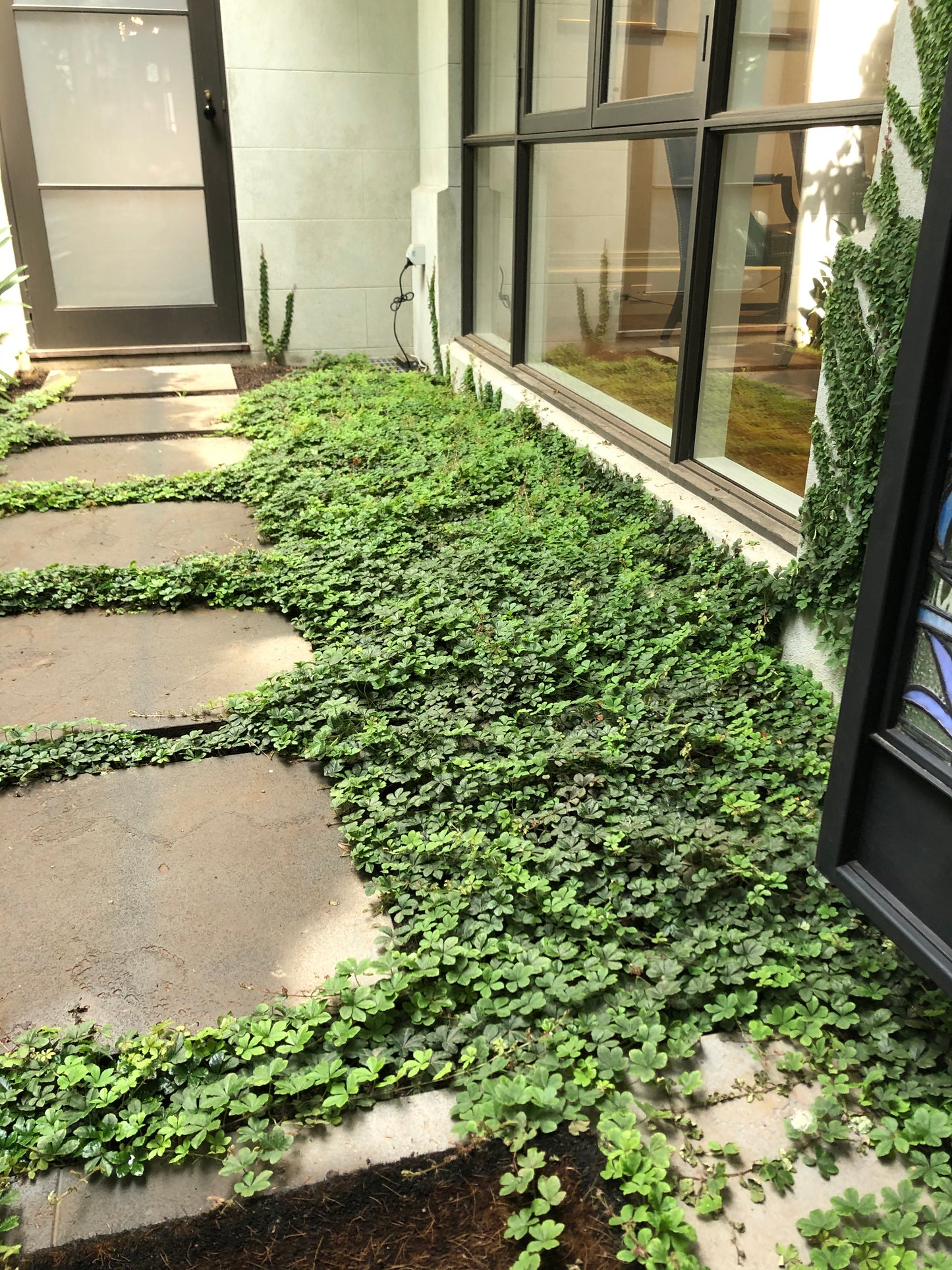 Parthenocissus sikkimensis