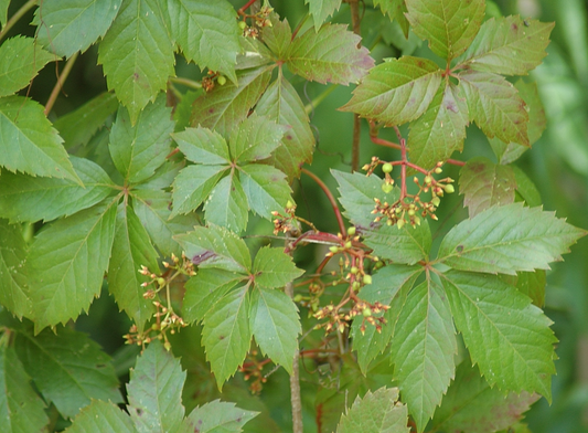 Parthenocissus quinquefolia