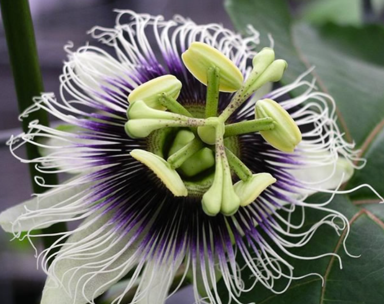 Passiflora edulis
