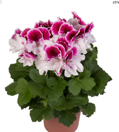 Pelargonium Elegance Bravo