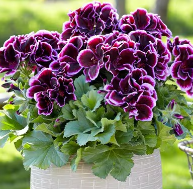 Pelargonium Elegance Imperial