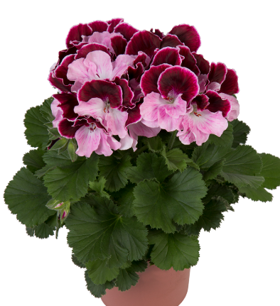 Pelargonium Elegance Jeanette