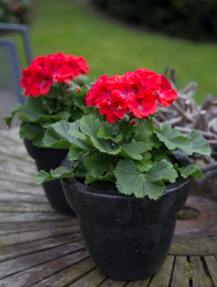 Pelargonium Elegance Rosanna