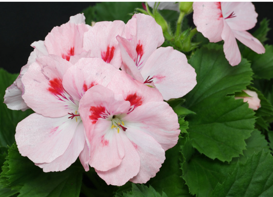Pelargonium grandiflorum Arlene