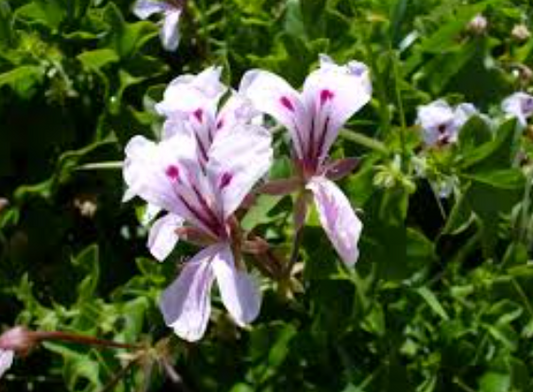 Pelargonium peltatum