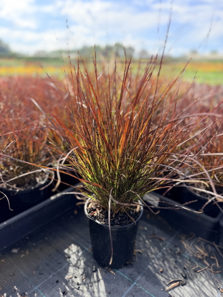 Pennisetum Ruby Magic