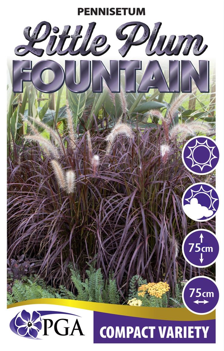 Pennisetum ‘Little Plum Fountain’