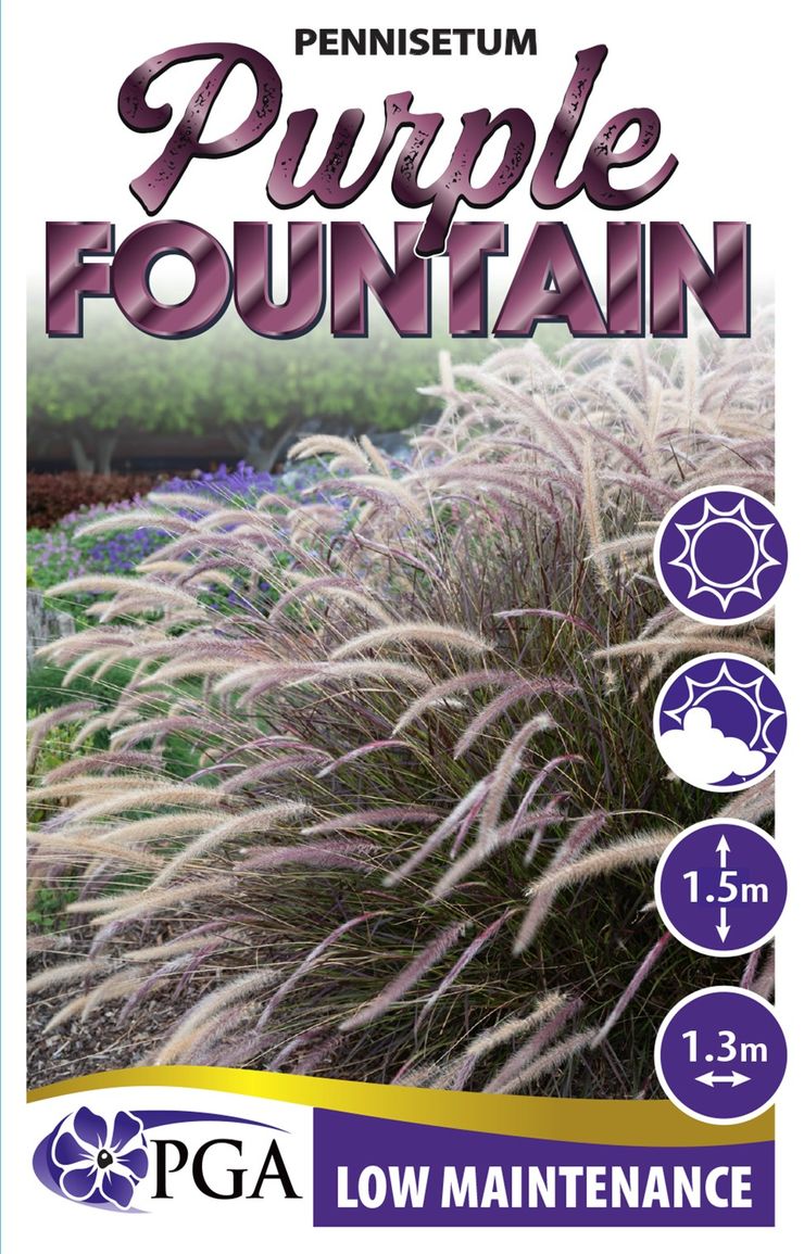 Pennisetum ‘Purple Fountain’