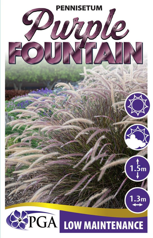Pennisetum ‘Purple Fountain’
