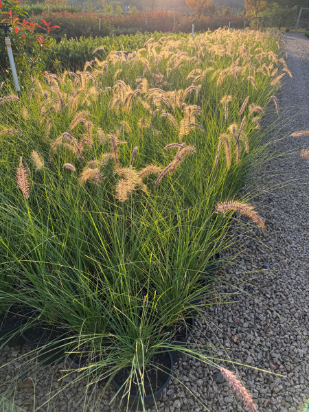 Pennisetum setaceum