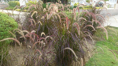 Pennisetum advena Rubrum