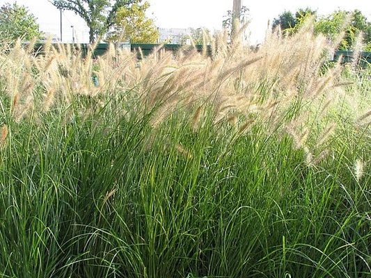 Pennisetum alopecuroides