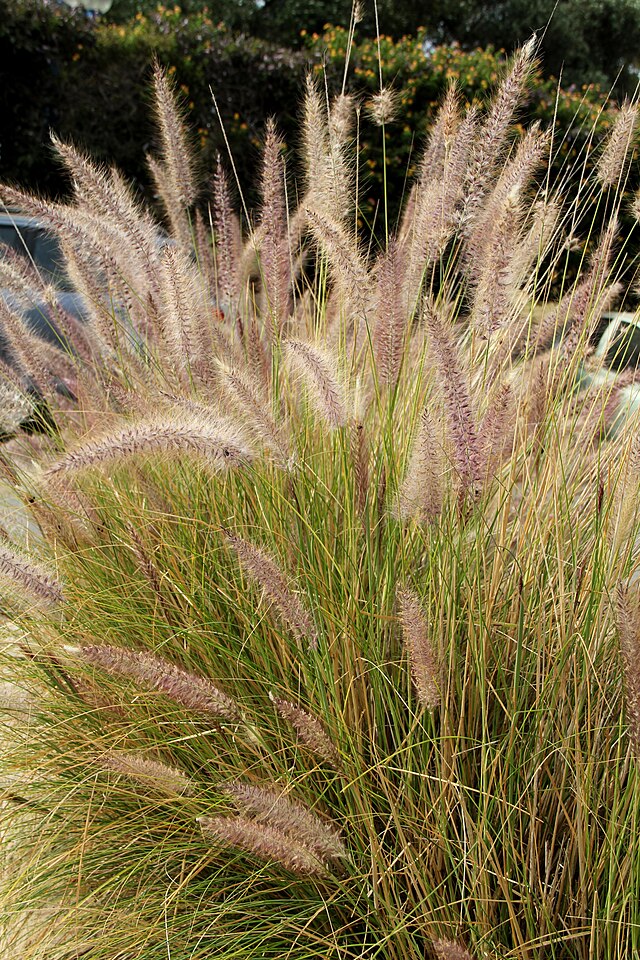 the plant broker