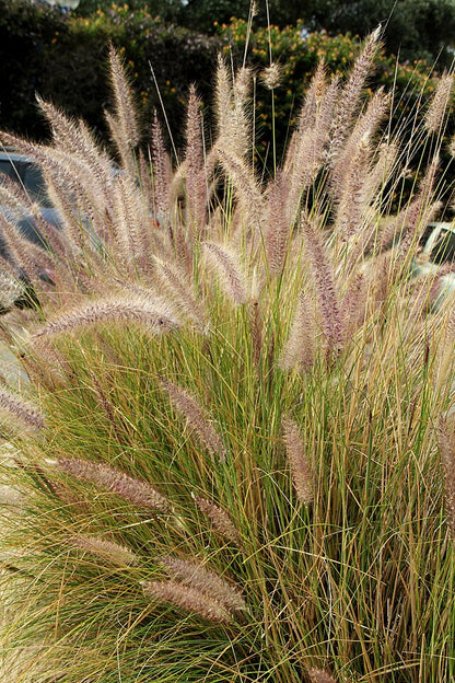Pennisetum setaceum