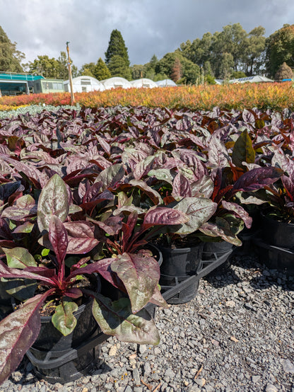 Penstemon Dakota Burgundy