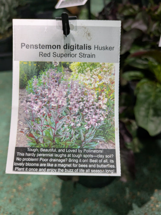 Penstemon Husker Superior Strain