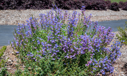 Penstemon PERFECT POLLINATOR®  Blue