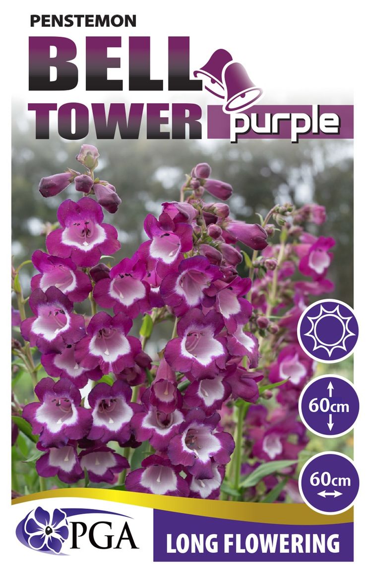 Penstemon ‘Bell Tower Purple’