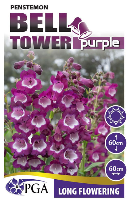Penstemon ‘Bell Tower Purple’