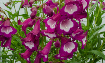 Penstemon ‘Bell Tower Purple’