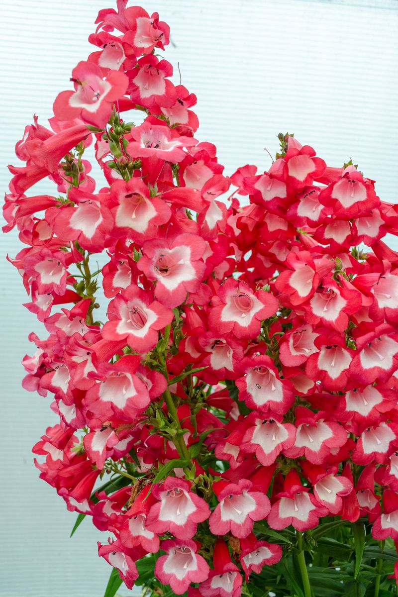 Penstemon ‘Bell Tower Red’