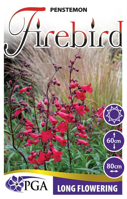 Penstemon ‘Firebird’