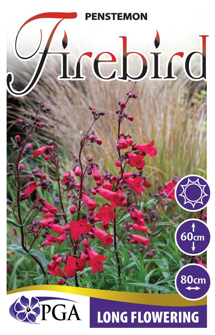 Penstemon ‘Firebird’