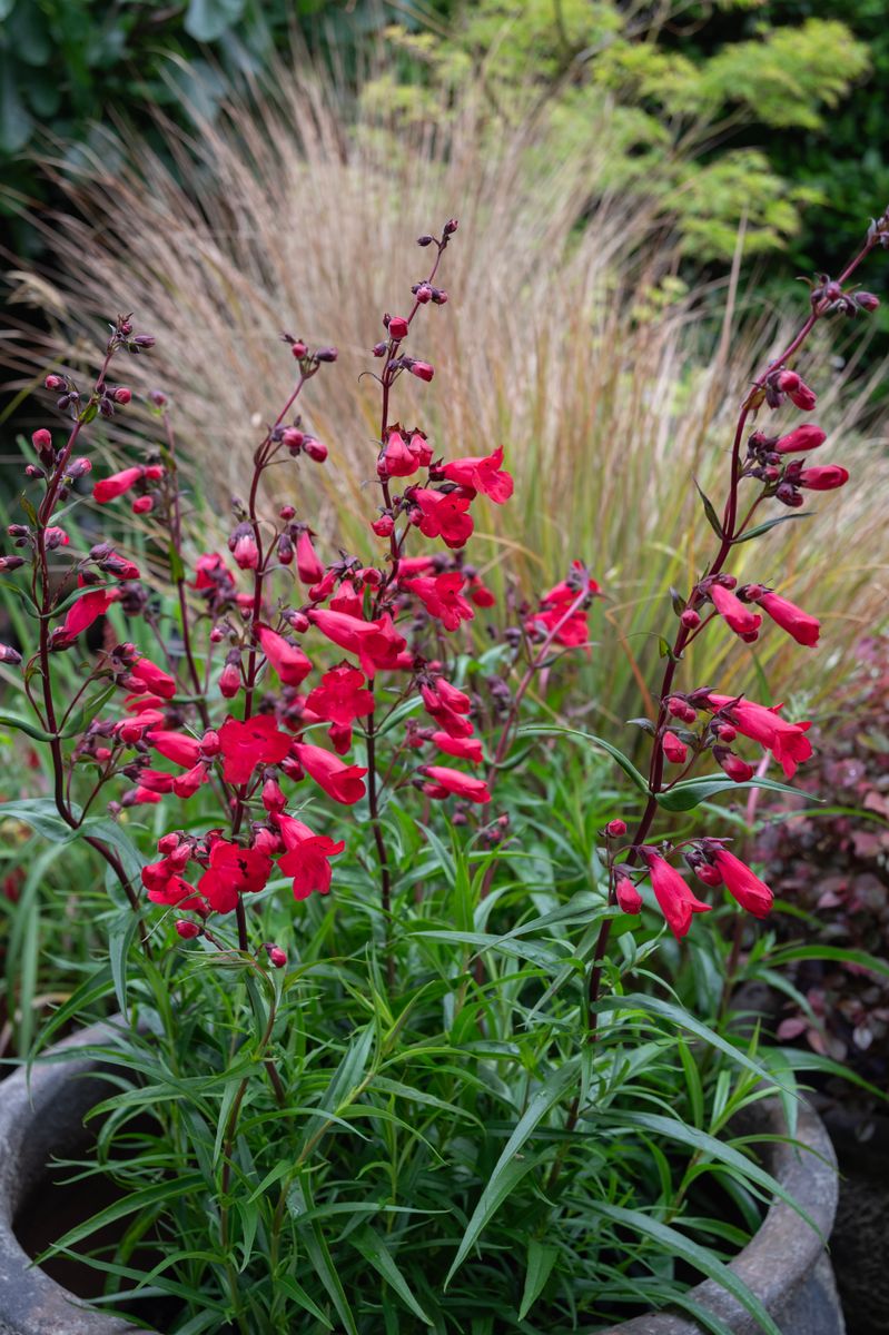 Penstemon ‘Firebird’