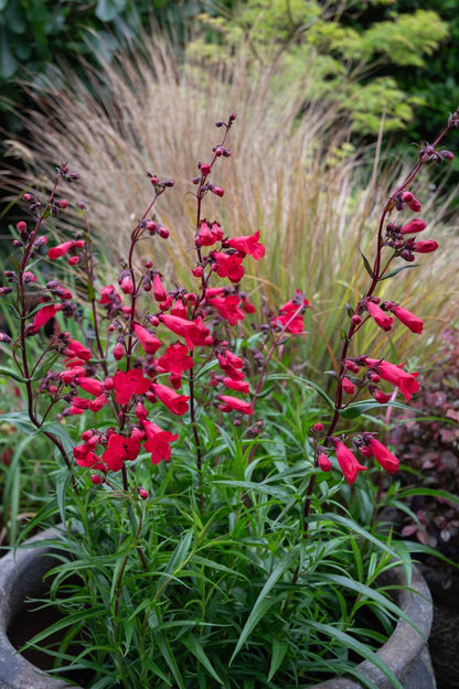 Penstemon ‘Firebird’