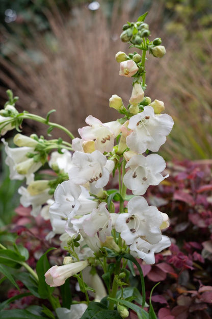 Penstemon ‘Swan Lake’