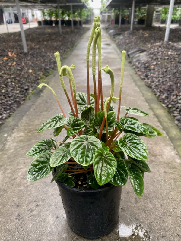 Peperomia 'Lilian'
