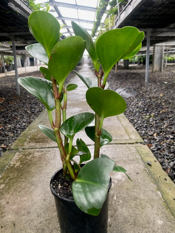 Peperomia 'Jade Green'