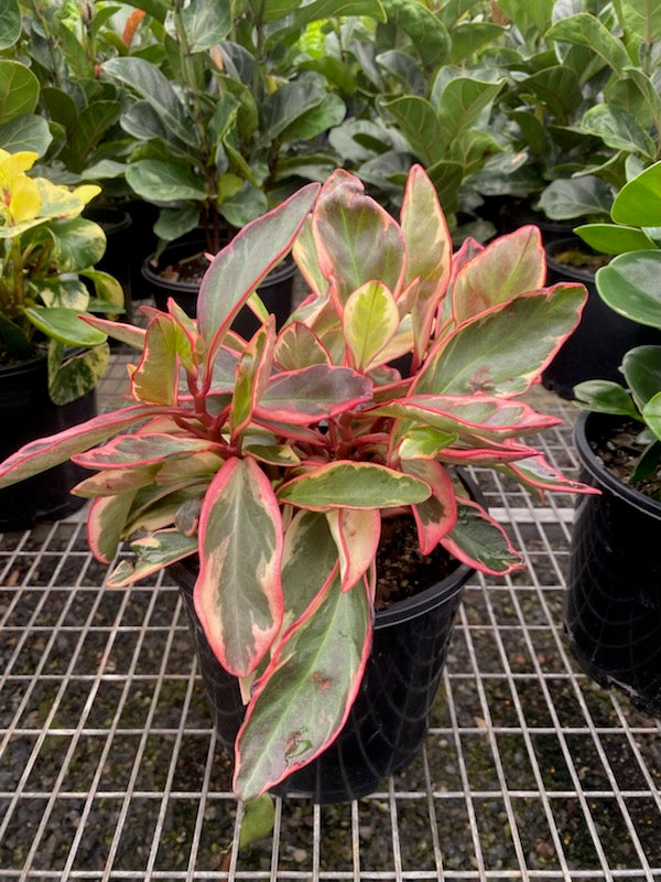 Peperomia clusiifolia 'Jelly Bean'