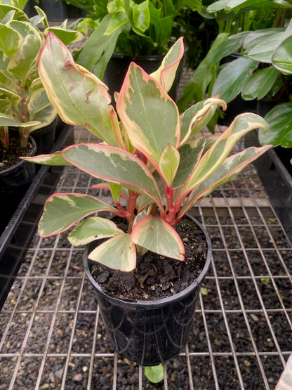 Peperomia clusiifolia 'Jelly Bean'