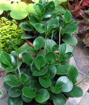 Peperomia obtusifolia