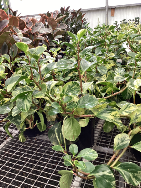 Peperomia obtusifolia Marble